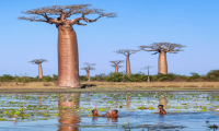 El baobab