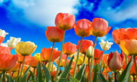 Cosas de la primavera