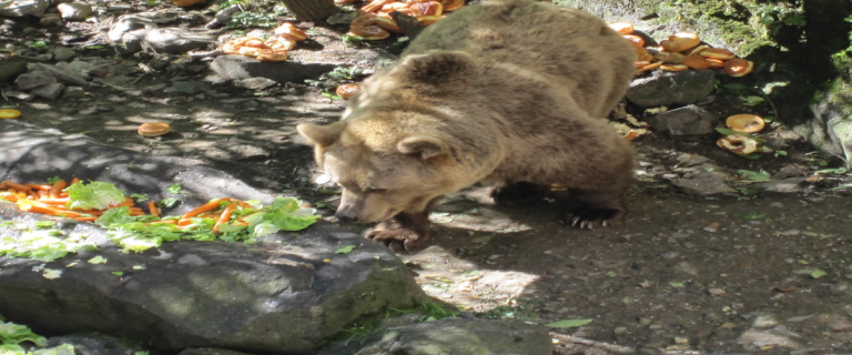 oso
